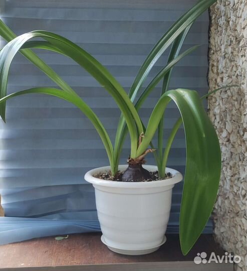 Амариллис (Гиппеаструм)