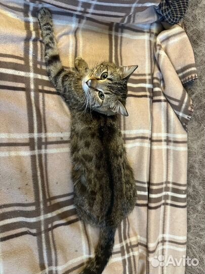 Кошечка ищет дом