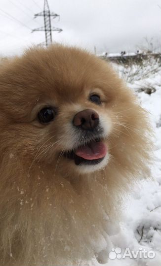 Вязка померанский шпиц