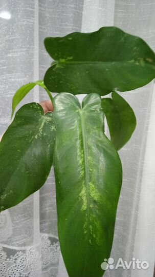 Филодендроны