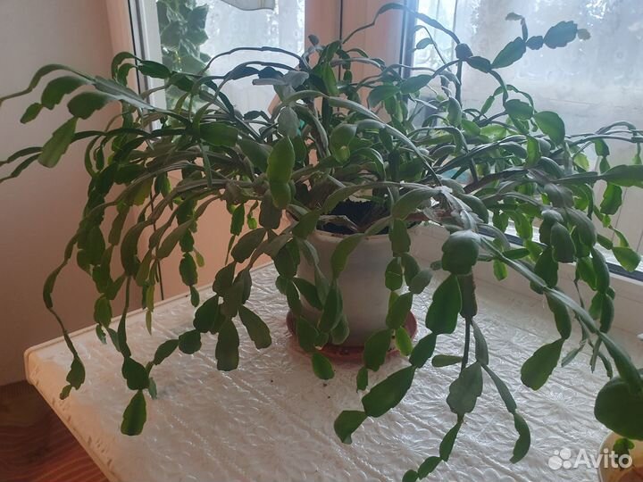 Декабрист цветы