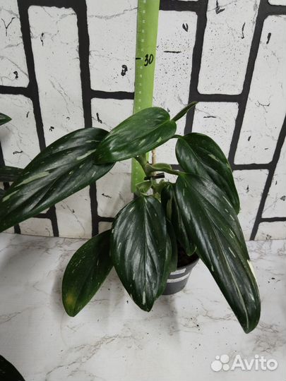 Филодендрон кобра белая