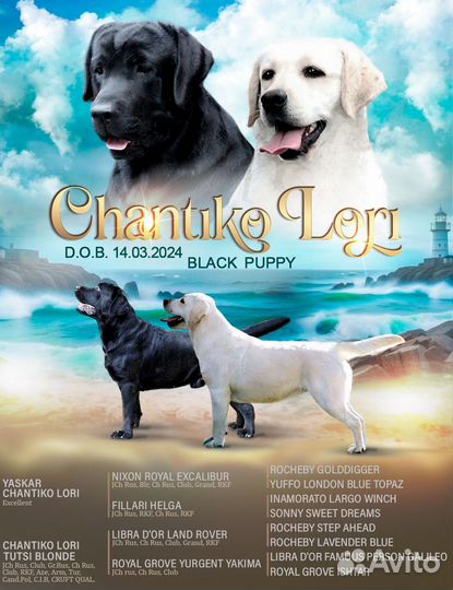 Лабрадор, черныши мальчик и девочка