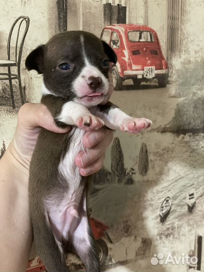 Щенки чихуа