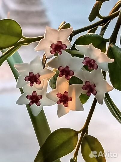 Продам цветы комнатные