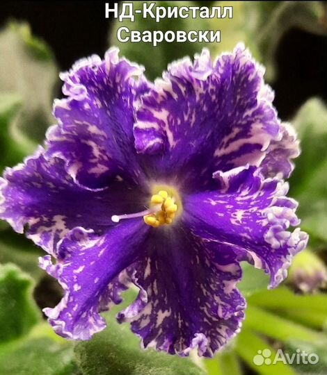 Фиалка (детка)