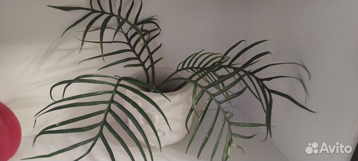 Филодендрон Тортум черенок