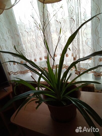 Хлорофитум капский