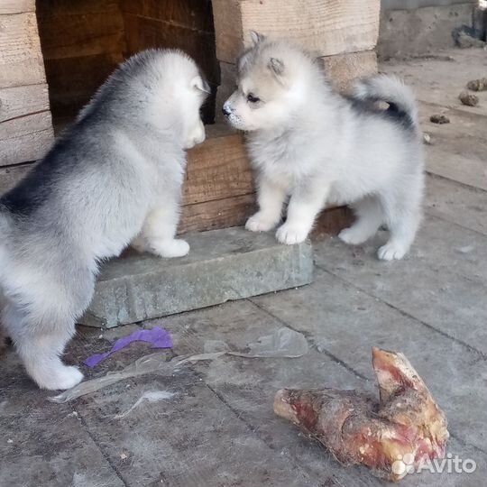 Маламут щенки