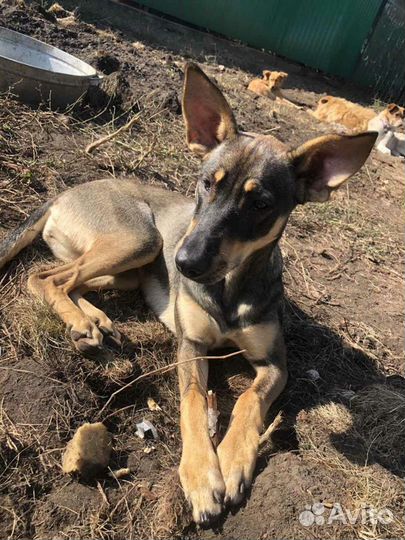 Собаки бесплатно в добрые руки