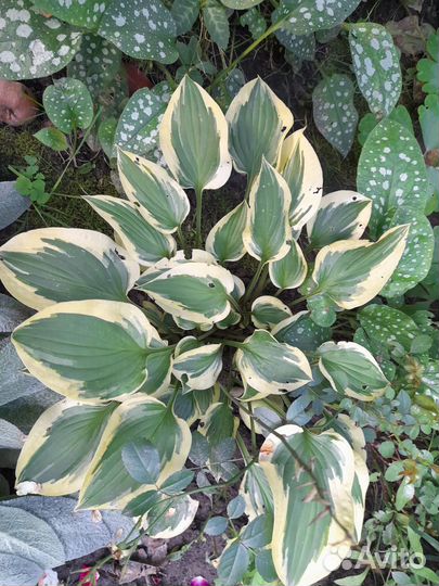 Многолетники для сада