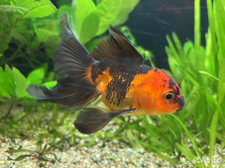 Золотые рыбки Оранда