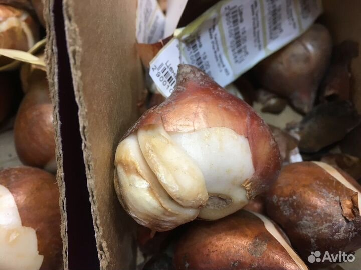 Луковица тюльпанов оптом 12;14+для выгонки