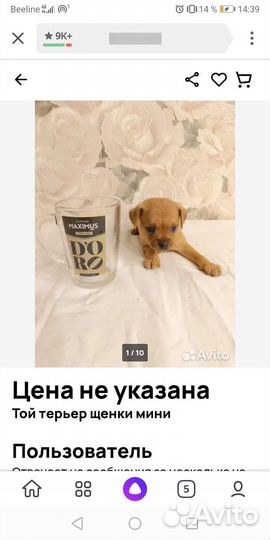 Щенки той терьера мини