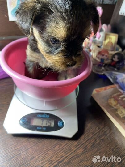 Йоркширский терьер щенки девочки