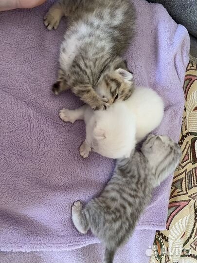 Британские котята