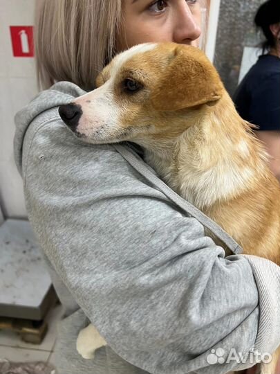 Собака в добрые руки