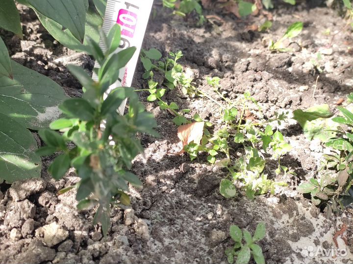 Саженцы самшита