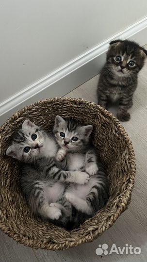 Шотландские котята