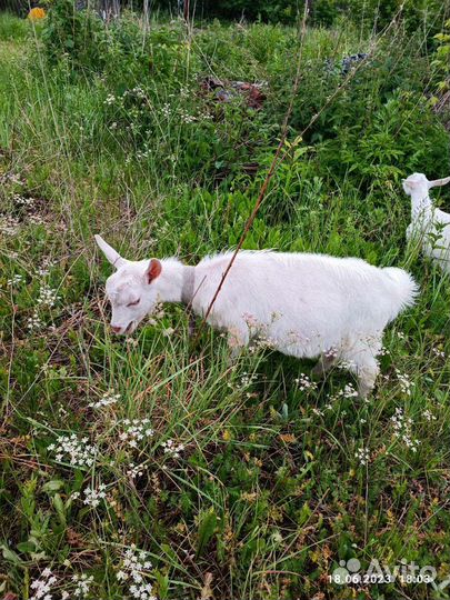 Зааненская коза