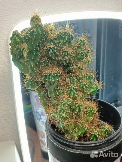Кактус Цереус перуанский