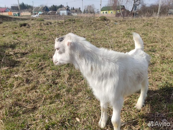 Козлята Ламанча