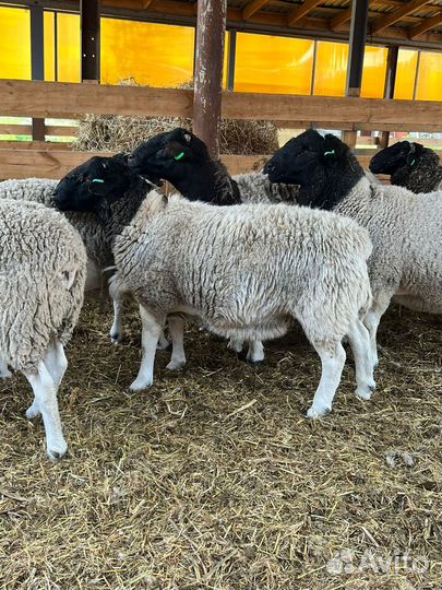 Баран на племя