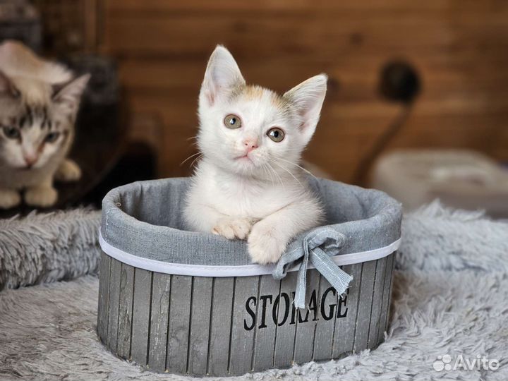 Котёнок Алёнка 2 мес.Прививка+паспорт. Привезём