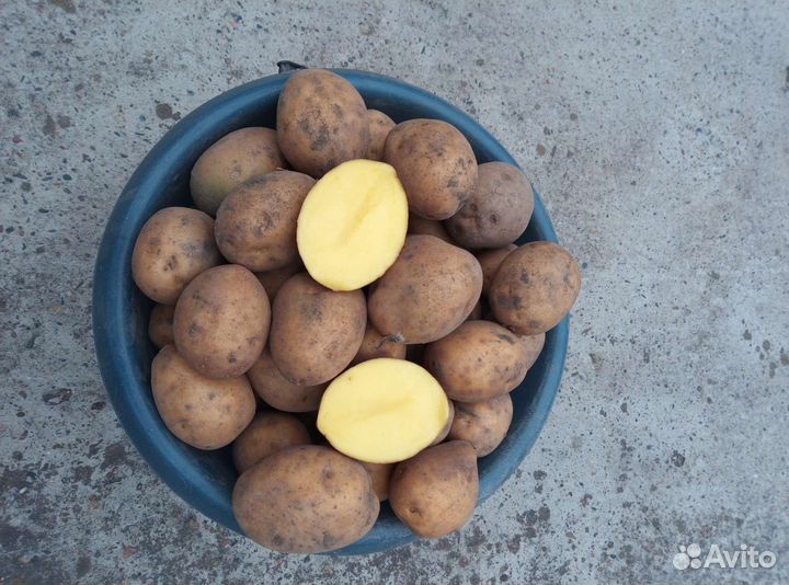 Картофель семенной Тулеевский