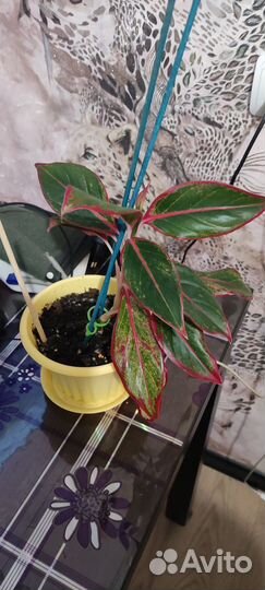 Комнатные цветы антуриум