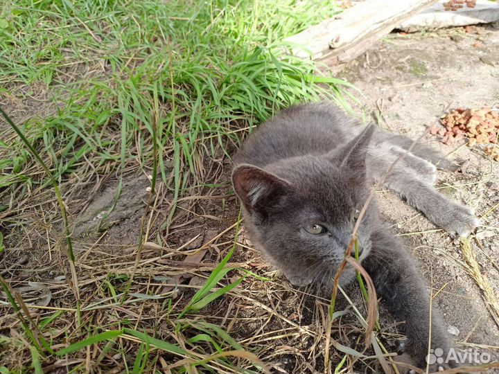 Котёночек