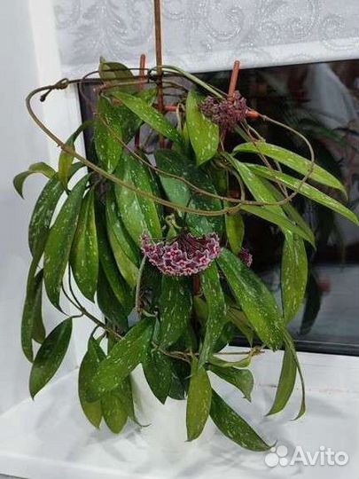 Хойя pubicalyx cv. “Silver Pink”