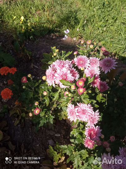 Хризантема, лилейник