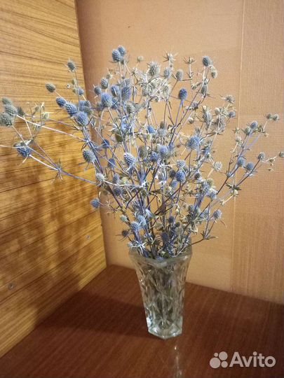 Синеголовник эрингиум (чертополох синий)