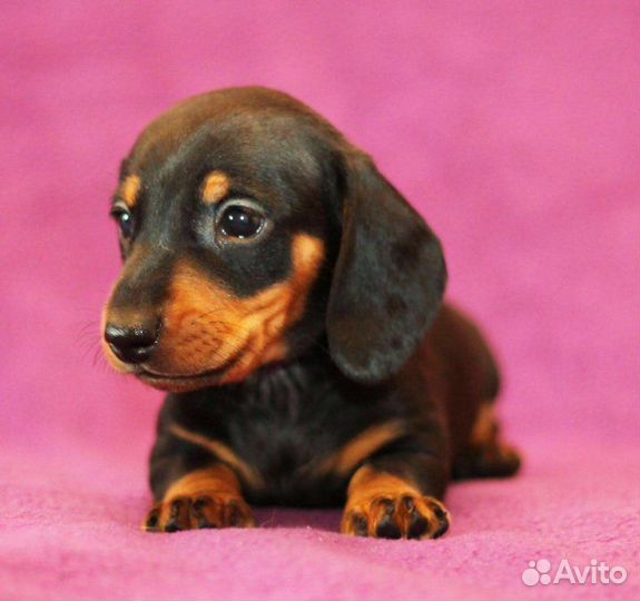 Таксы и другие породы