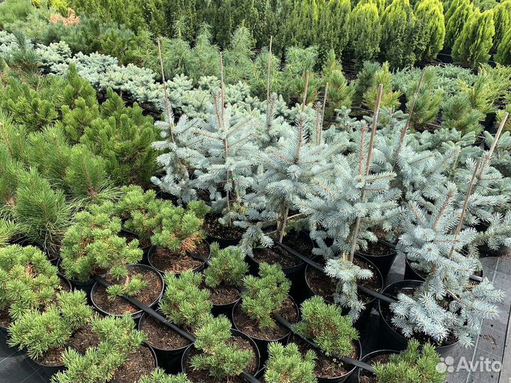 Декоративные (хвойные) и плодовые растения