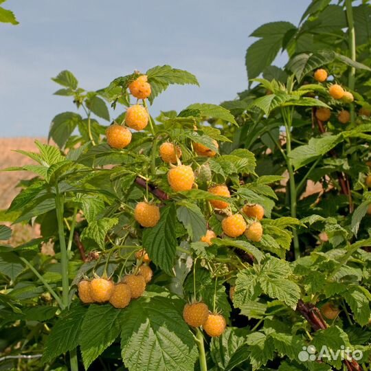 Саженцы малины ежевики