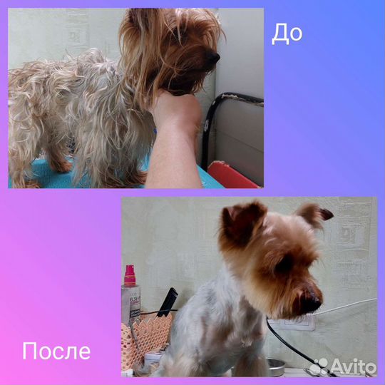 Груминг собак Ленинаван, Военвед, Суворовский