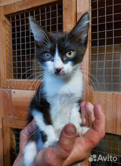 Котята. На любой вкус. Мо. всех в добрые руки