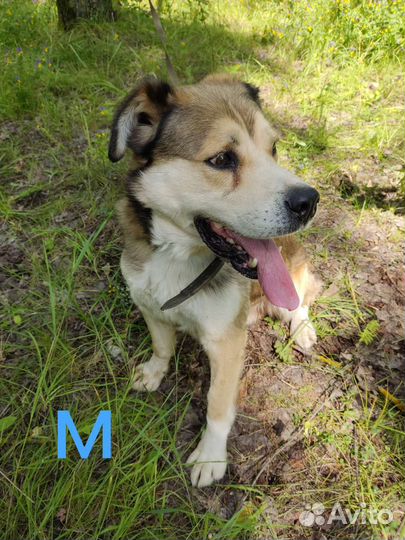 Шутку добряка просто привезли и ушли