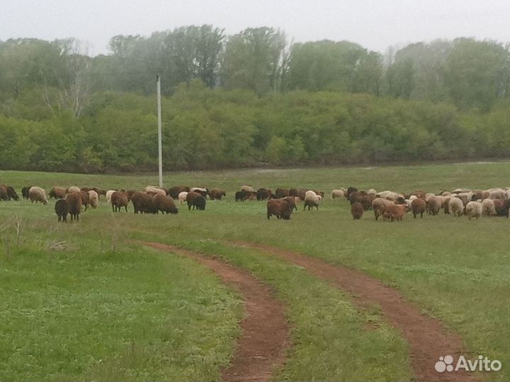 Овцы бараны ягнята