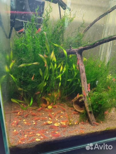 Аквариумные креветки