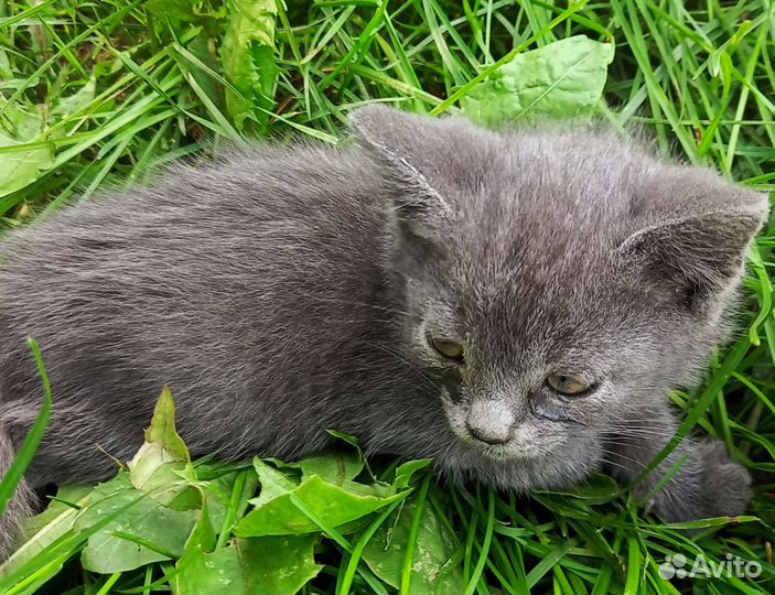 Котята в добрые руки бесплатно