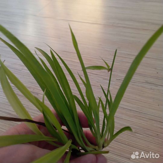 Хлорофитум