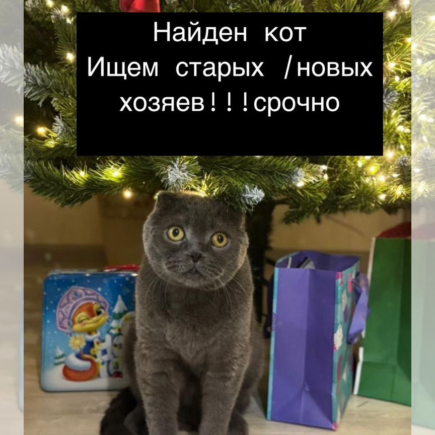 Котята шотландцы