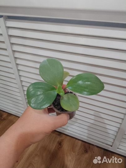 Комнатные растения