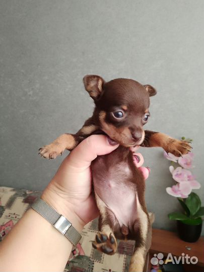 Мини тойчик