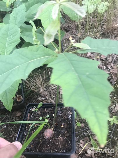 Саженцы дуб краснолистный. Дуб красный