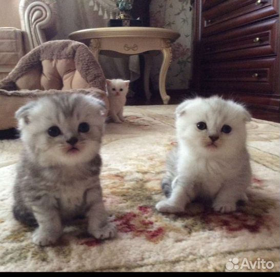 Шотландские вислоухие котята