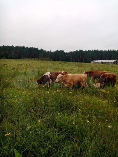 Участок 3,5 га (СНТ, ДНП)